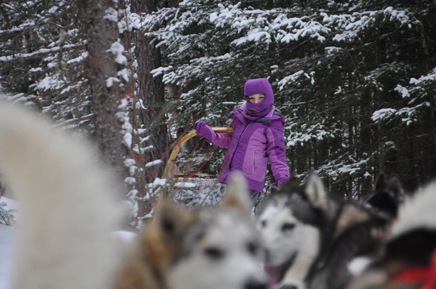 Dog sledding near Quebec City