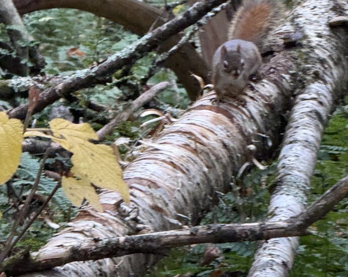 Squirrel on a fallen birch tree along the Vallée Bras-du-Nord trail in autumn