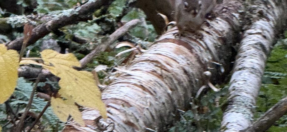 Squirrel on a fallen birch tree along the Vallée Bras-du-Nord trail in autumn