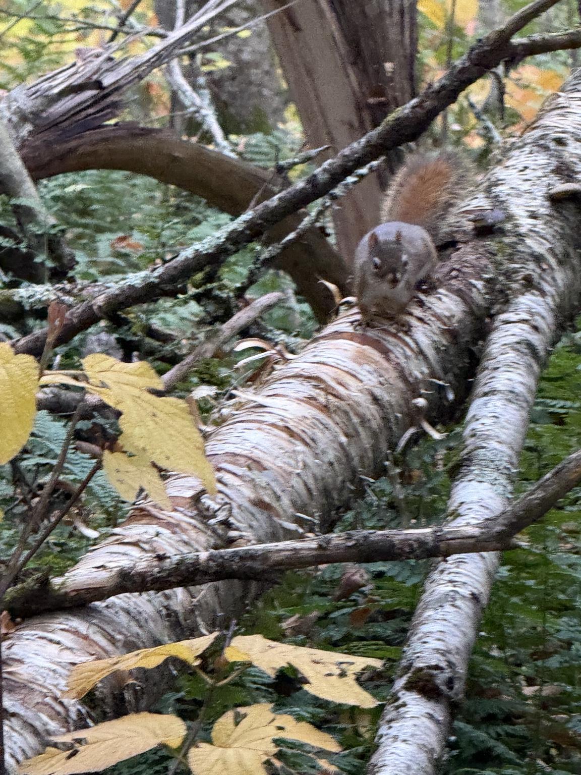 Squirrel on a fallen birch tree along the Vallée Bras-du-Nord trail in autumn
